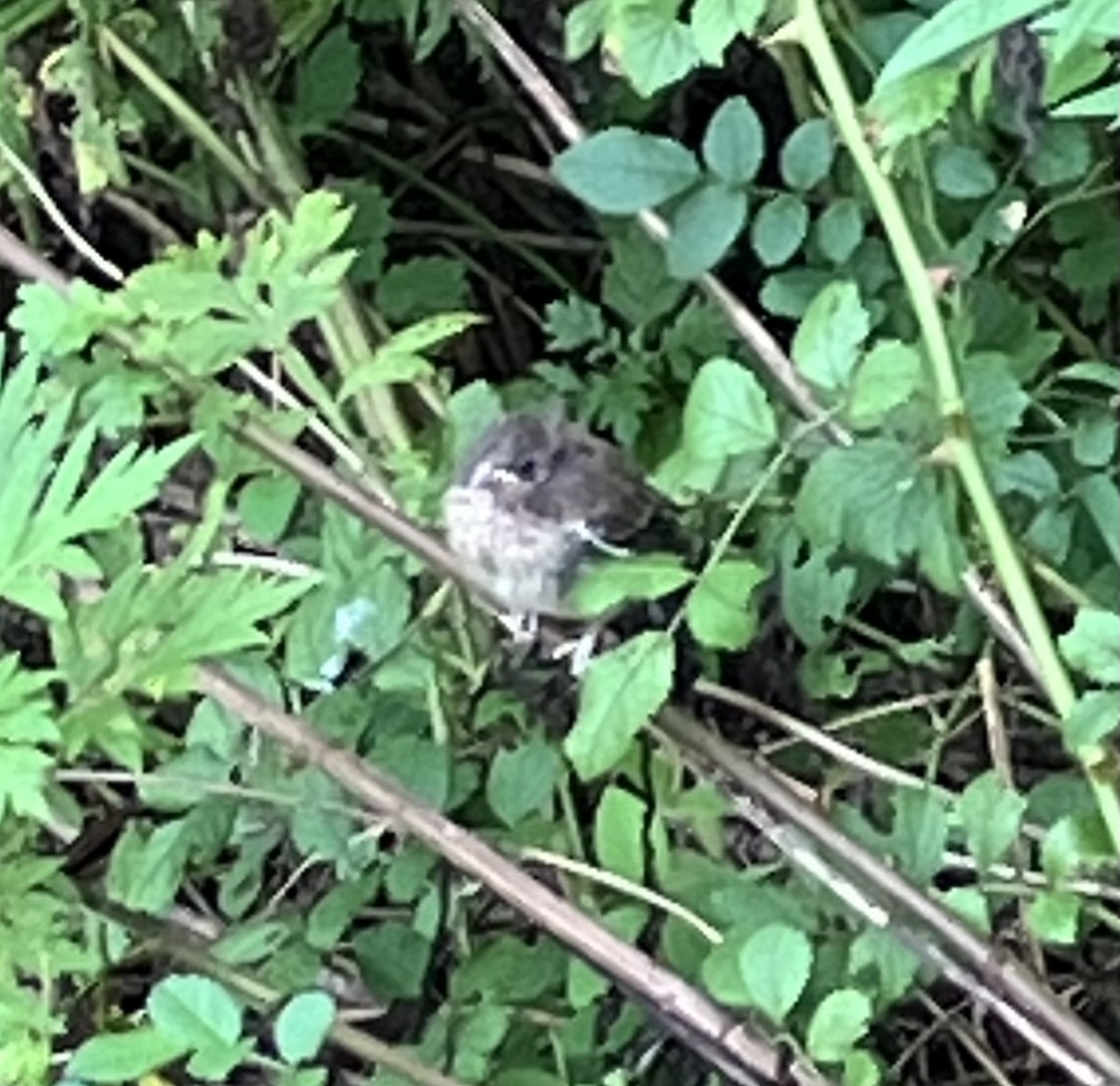 Song Sparrow - ML638530839