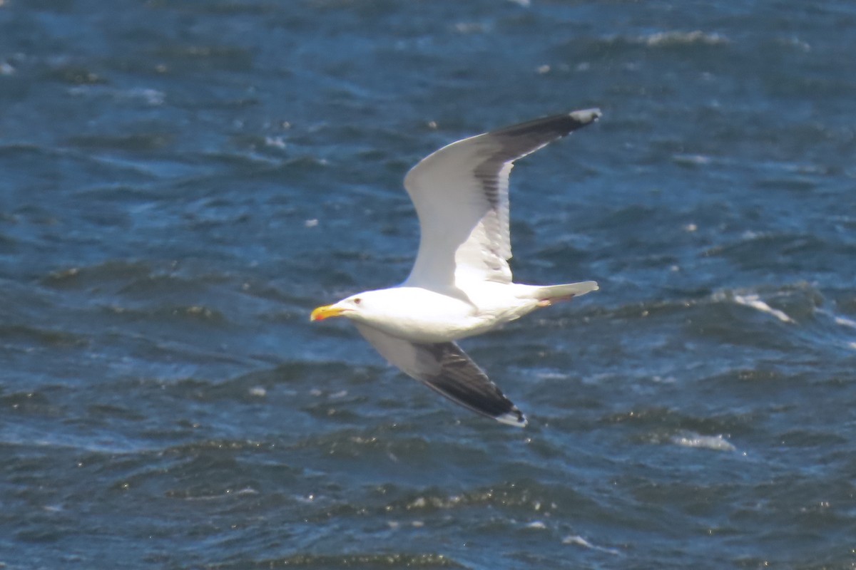 Lesser Black-backed Gull - ML638530861