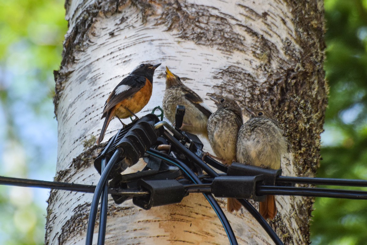 Daurian Redstart - ML638530865