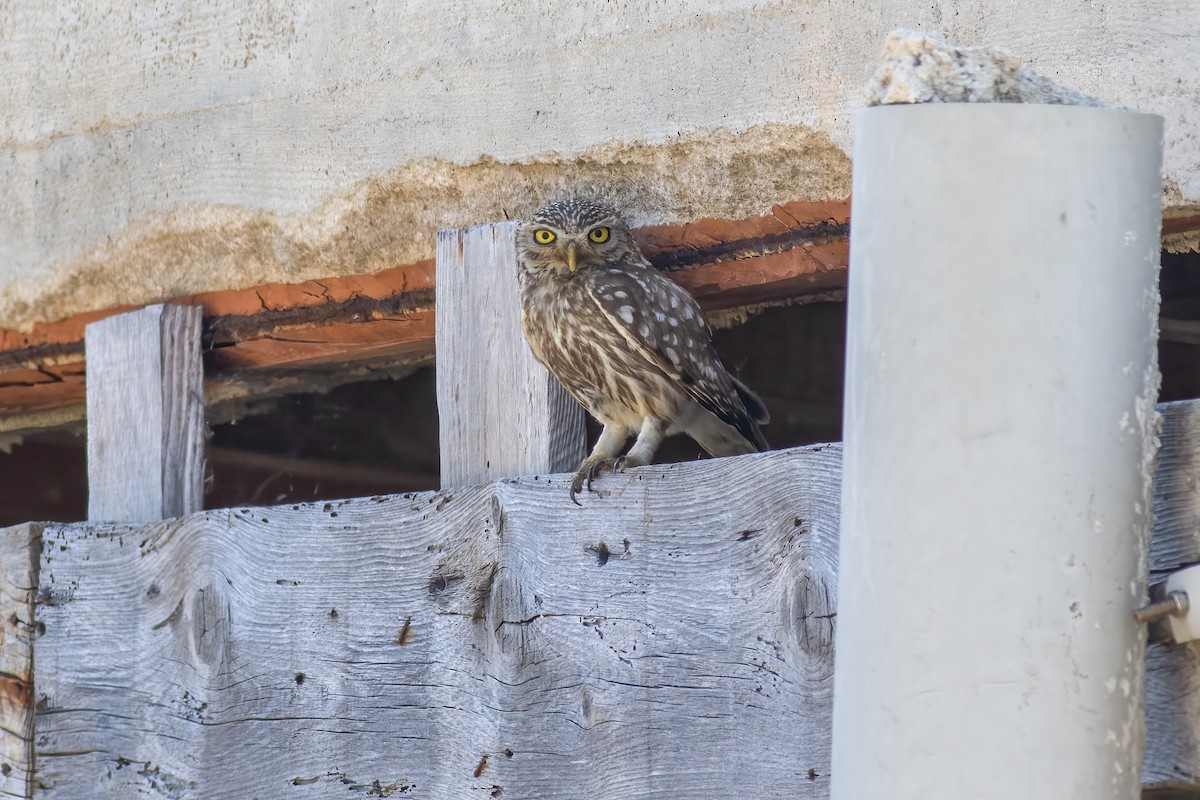 Little Owl - ML638530908