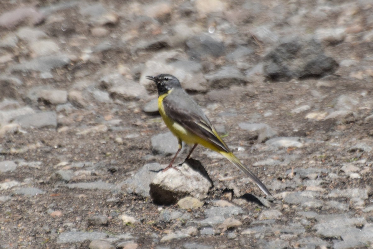 Gray Wagtail - ML638530910