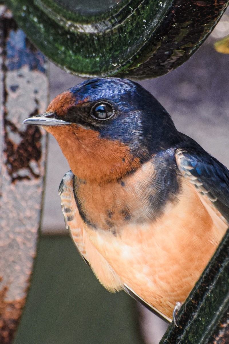 Barn Swallow - ML638530914