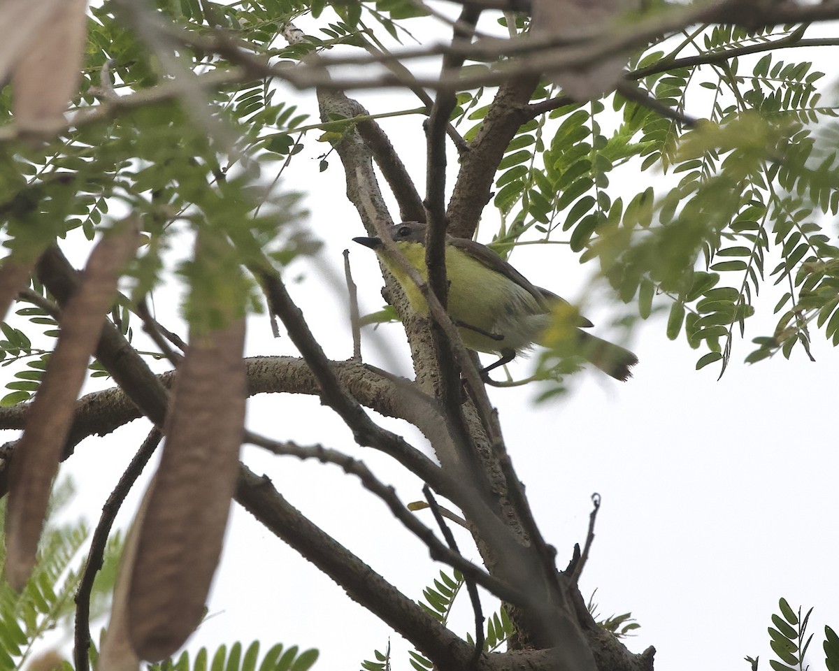 Golden-bellied Gerygone - ML638530919