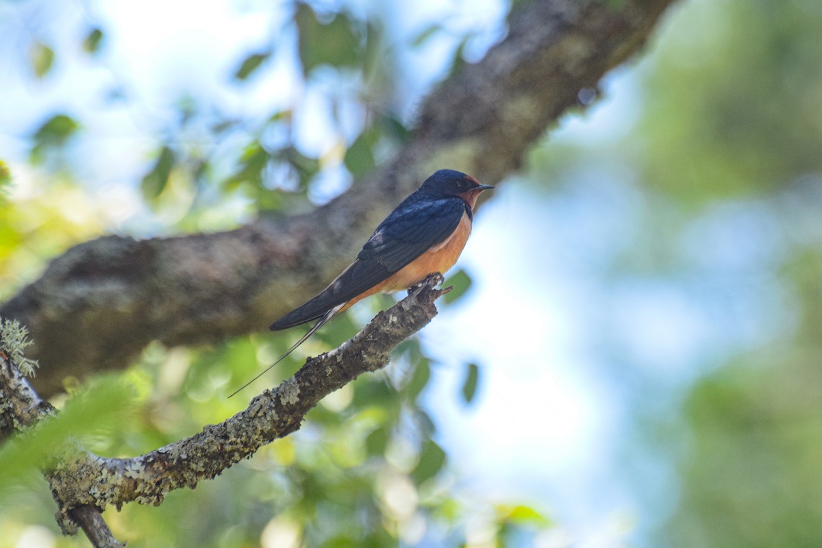 Barn Swallow - ML638530925