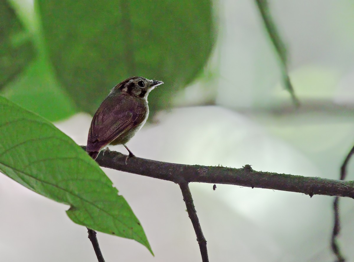 Golden-crowned Spadebill - ML638530957