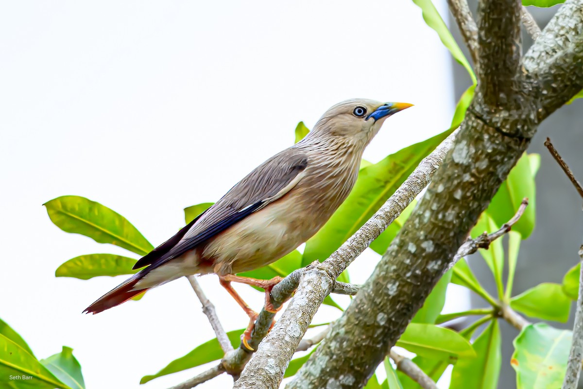 Chestnut-tailed Starling - ML638530968