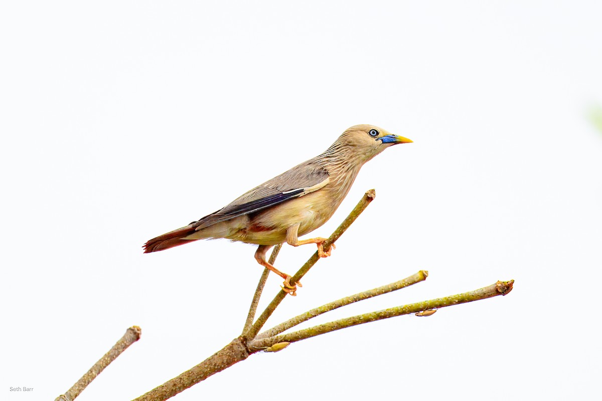 Chestnut-tailed Starling - ML638530969