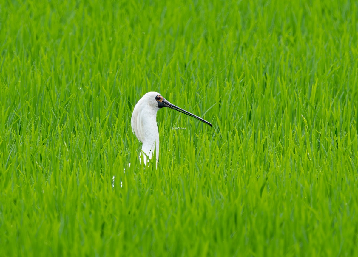 Black-faced Spoonbill - ML638530972