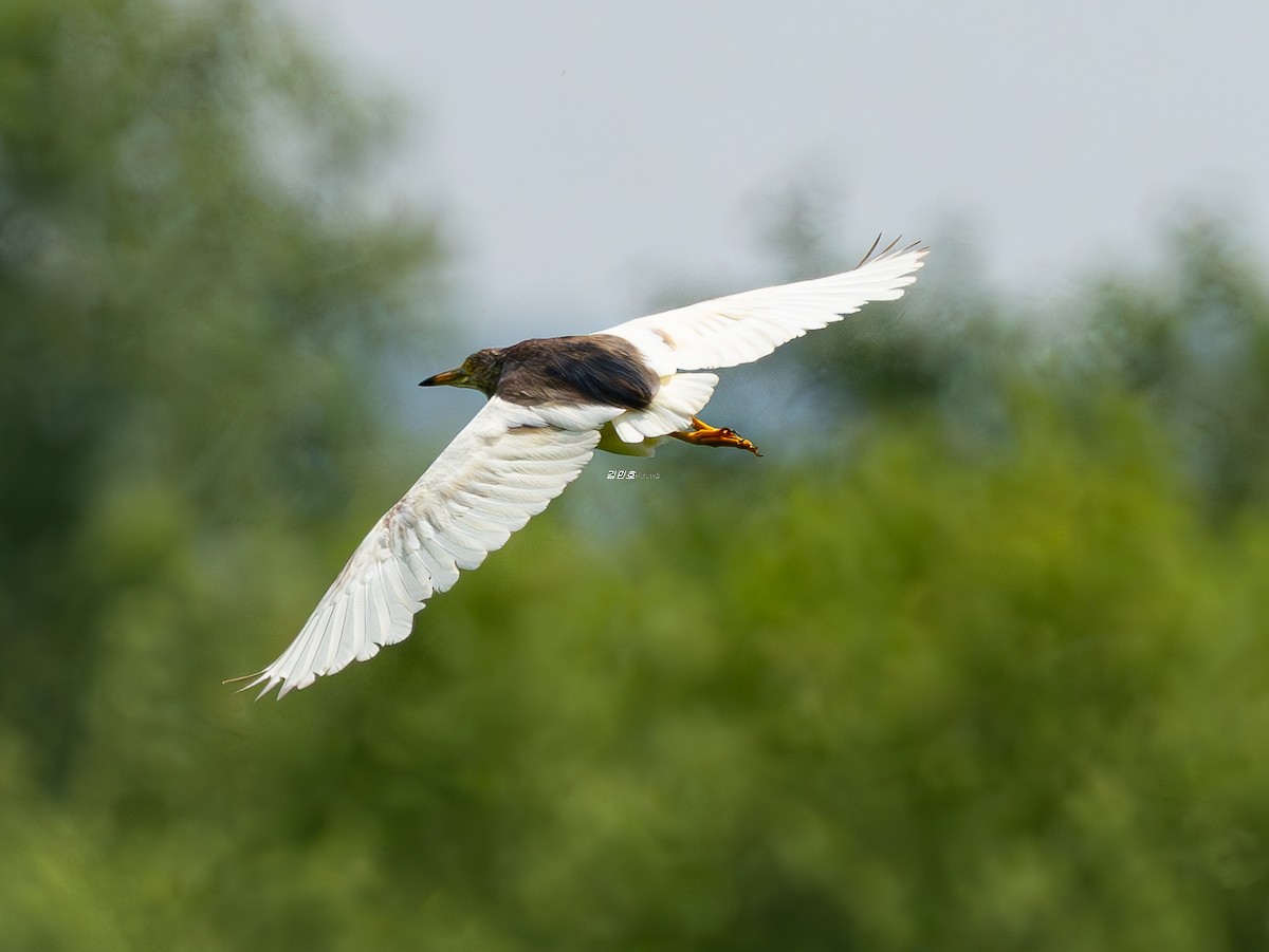 Chinese Pond-Heron - ML638530975