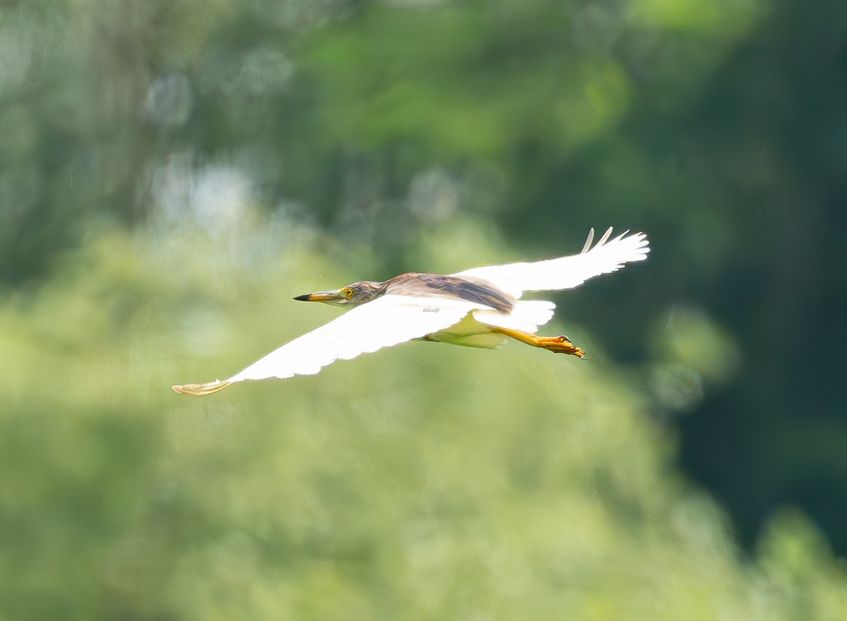 Chinese Pond-Heron - ML638530976