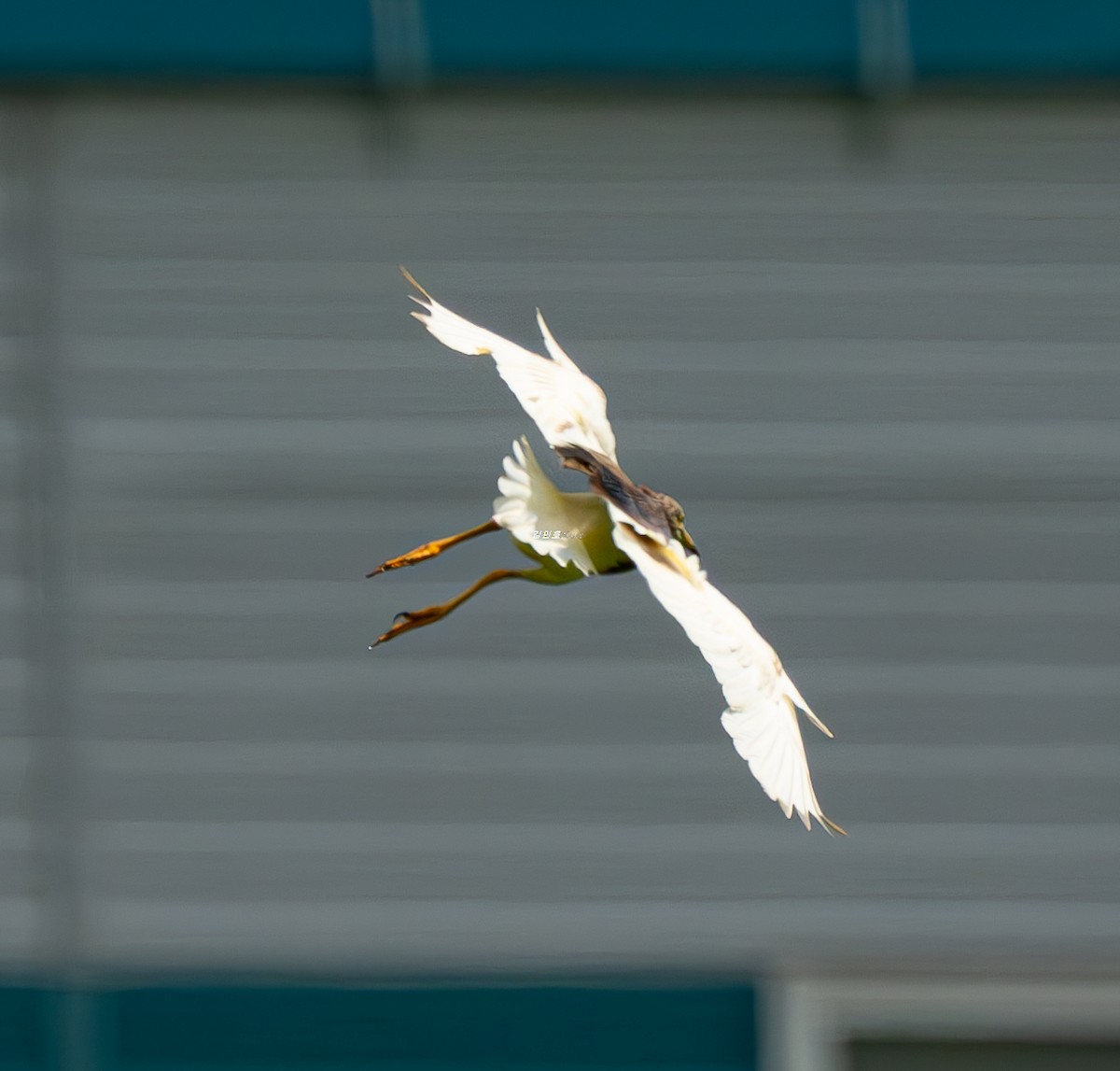 Chinese Pond-Heron - ML638530977