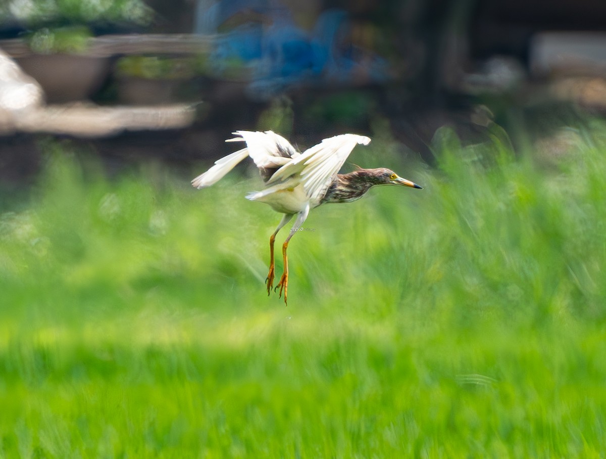 Chinese Pond-Heron - ML638530978