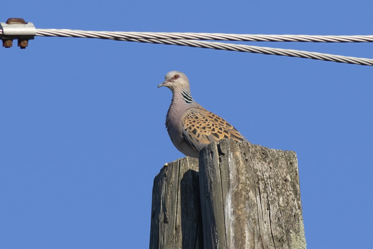 European Turtle-Dove - ML638531041