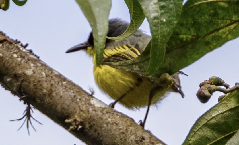 Common Tody-Flycatcher - ML638531083