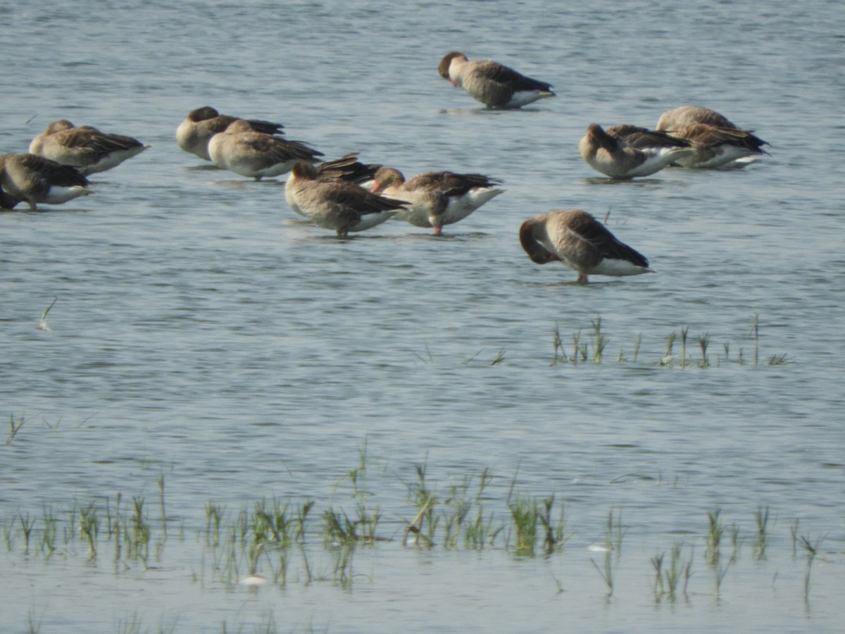 Graylag Goose - ML638531114