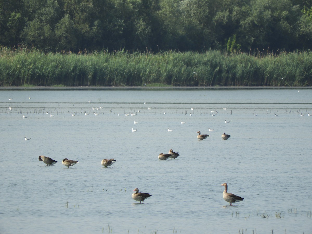 Graylag Goose - ML638531115
