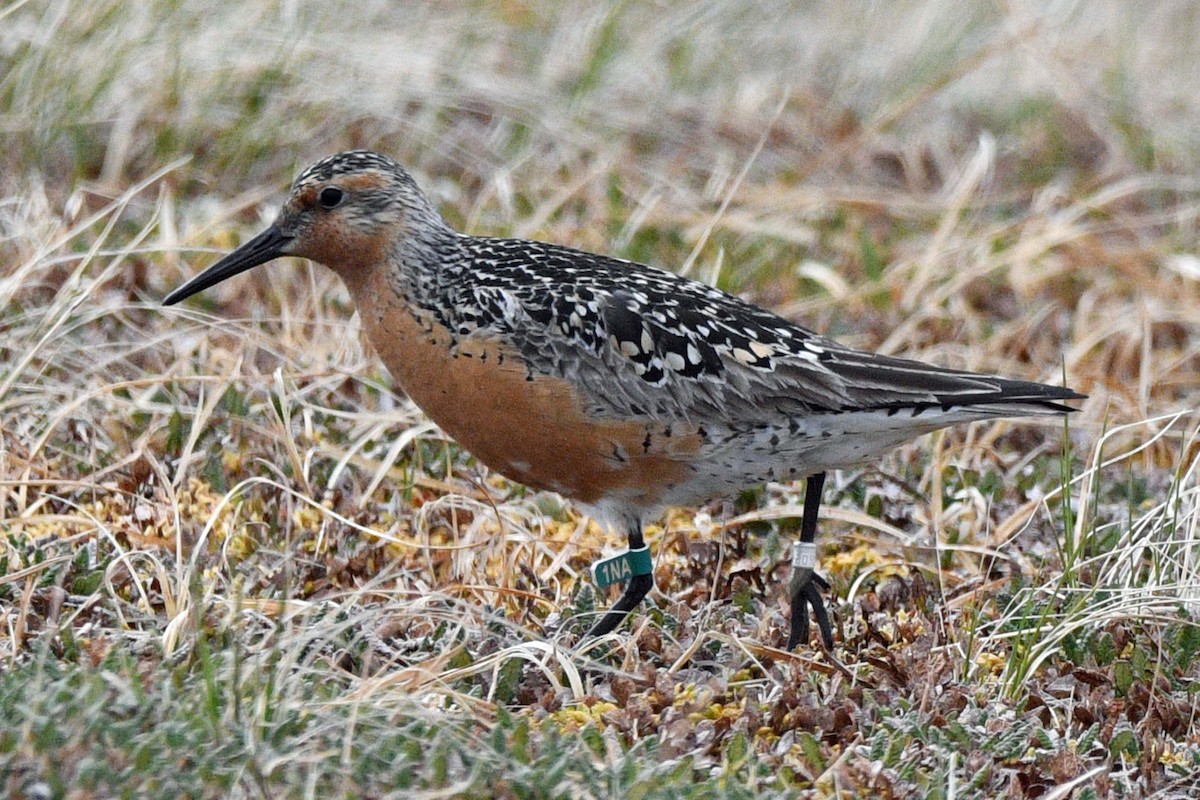 Red Knot - ML638531130