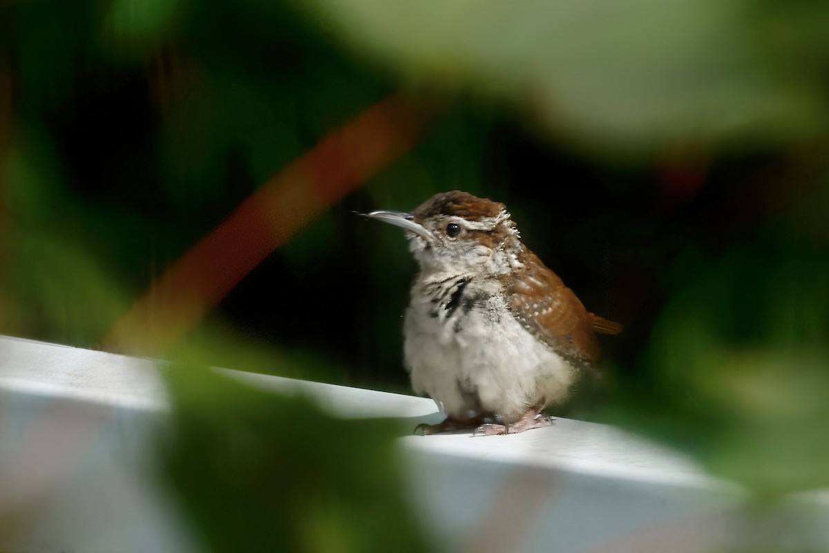 Carolina Wren - ML638531134