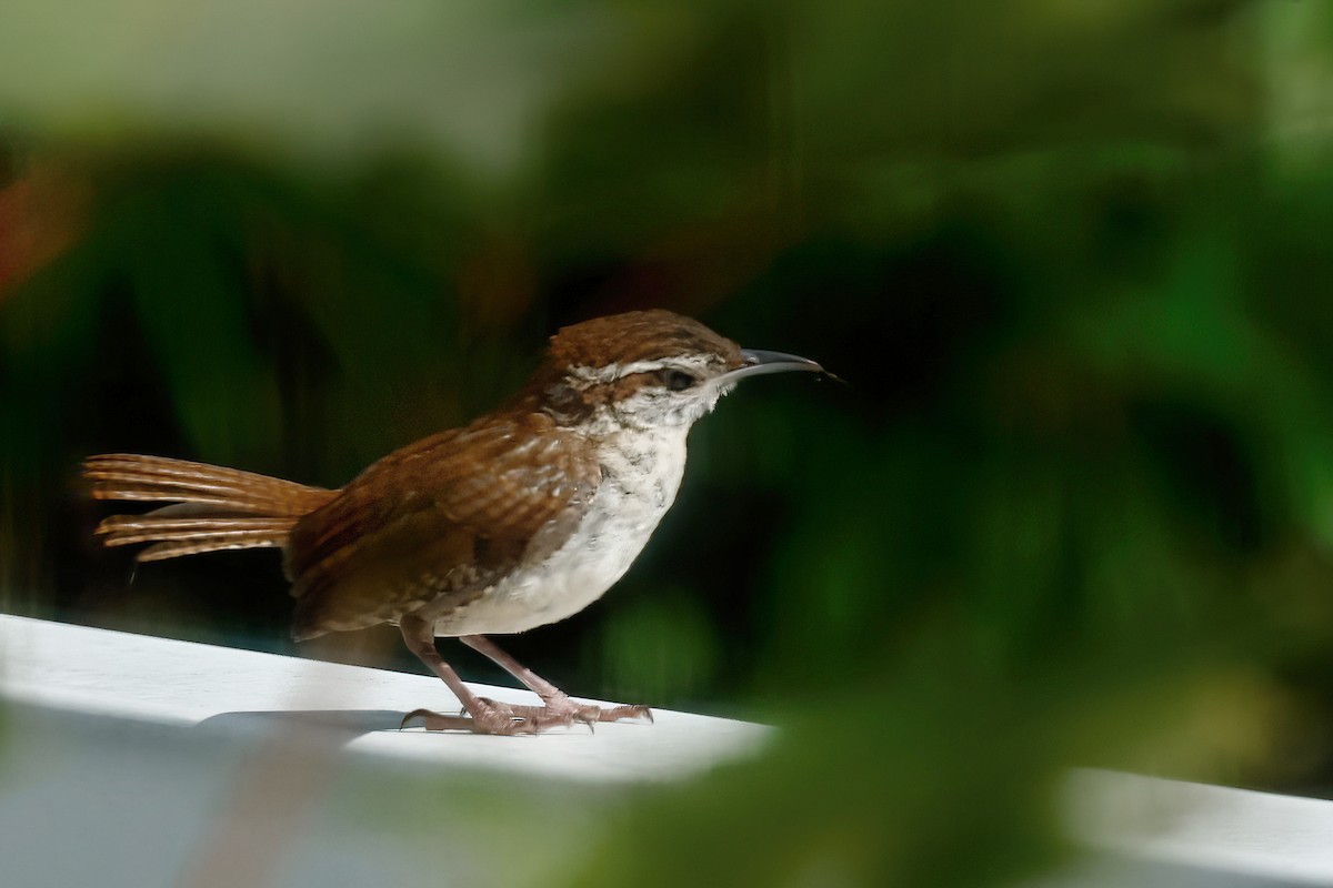 Carolina Wren - ML638531135