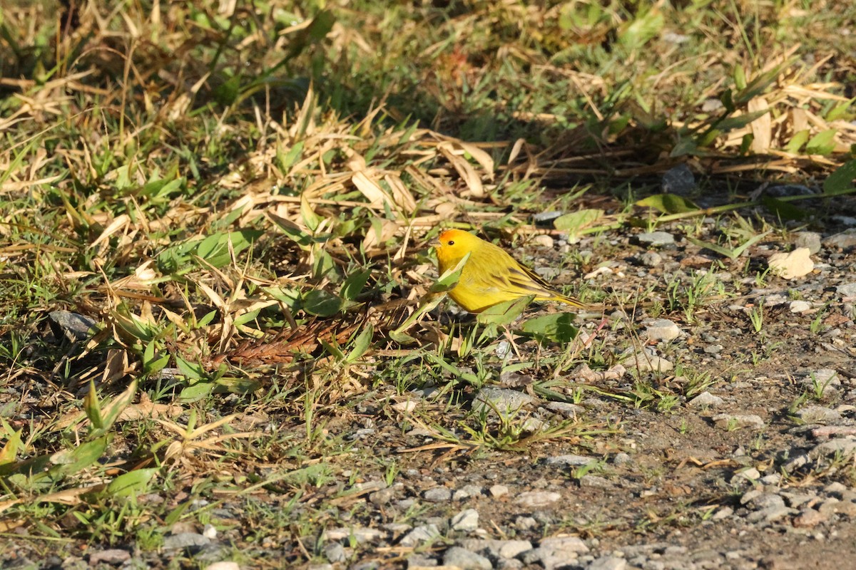 Saffron Finch - ML638531150