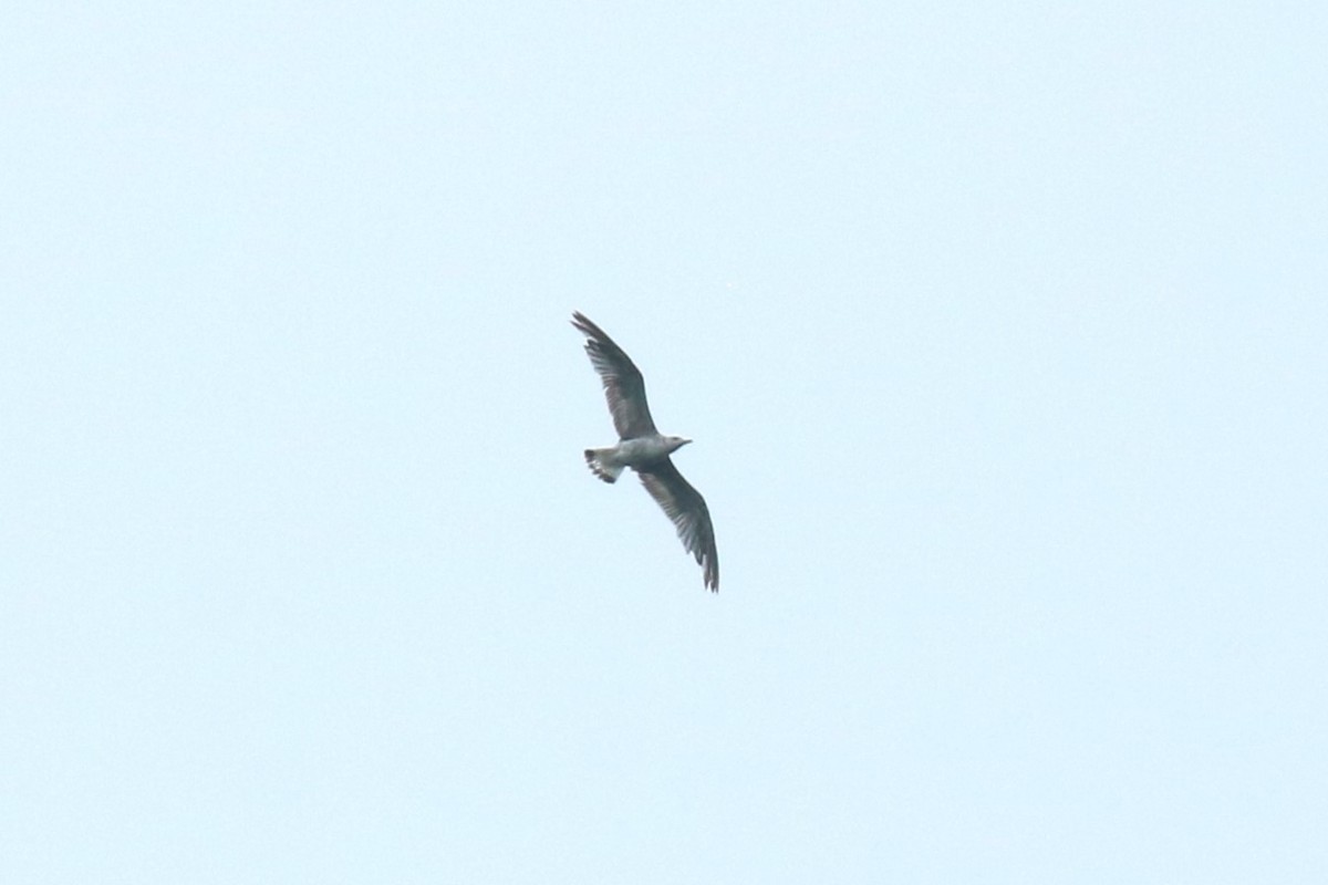 Lesser Black-backed Gull - ML638531219