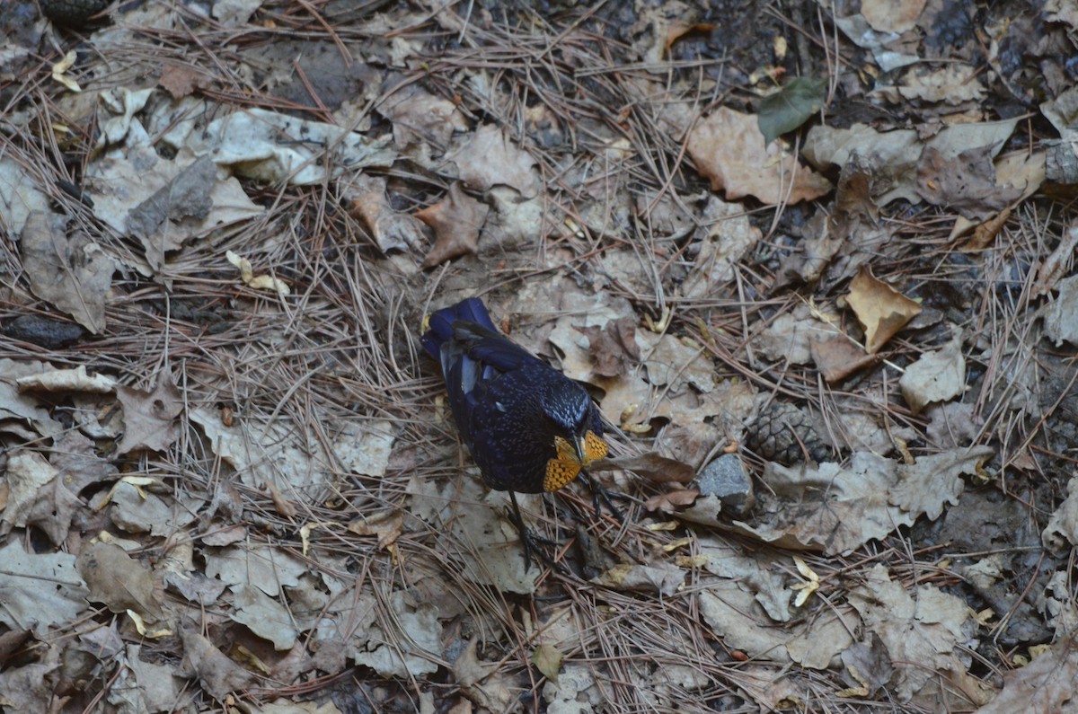 Blue Whistling-Thrush - ML638531220