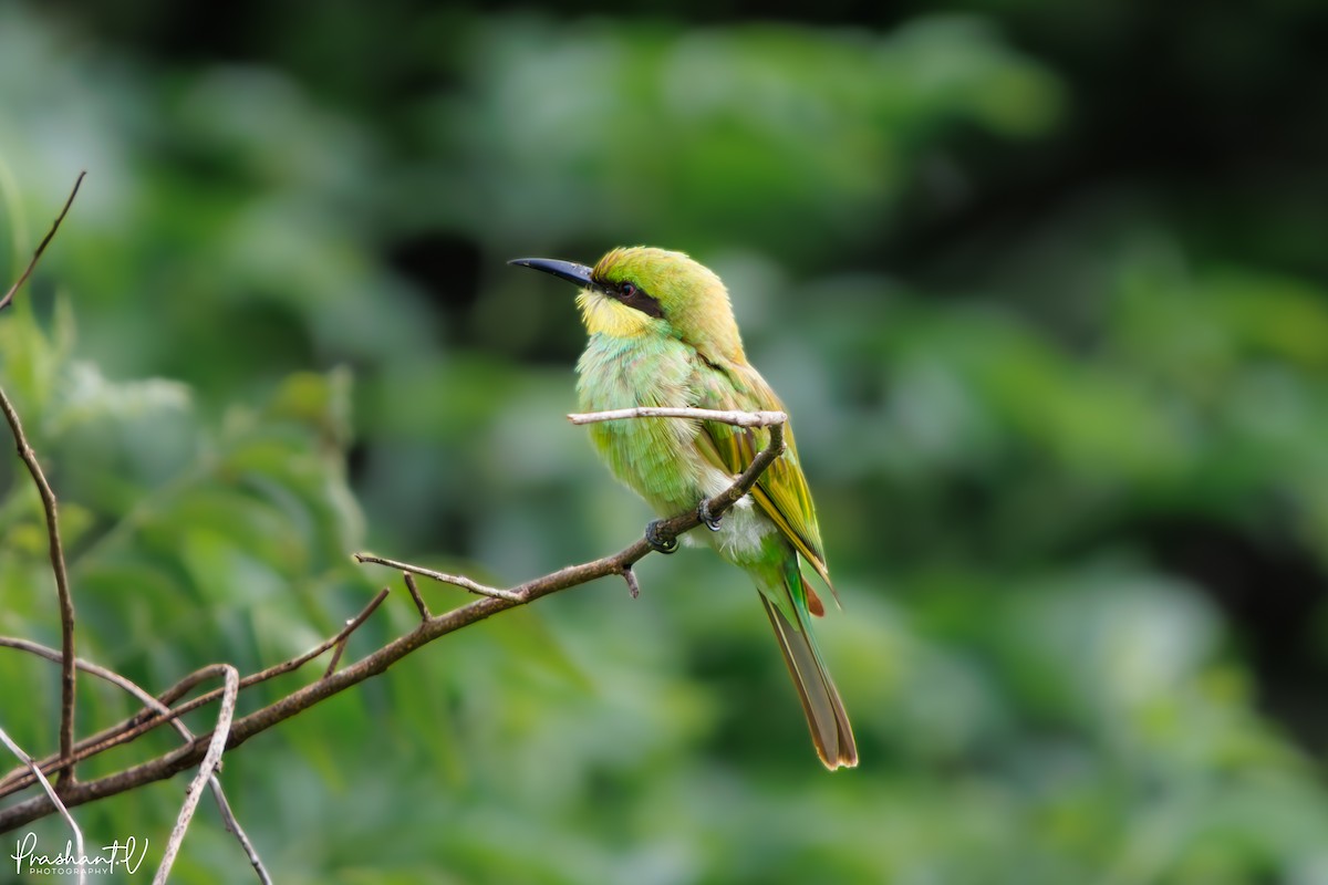 Asian Green Bee-eater - ML638531315