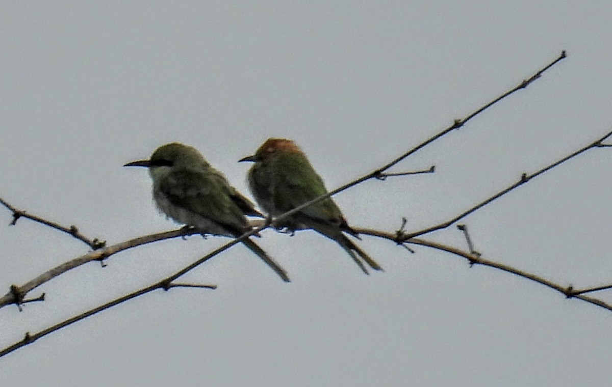 Asian Green Bee-eater - ML638531354