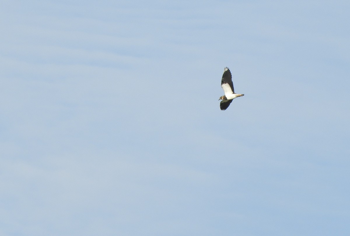 Northern Lapwing - ML638531376