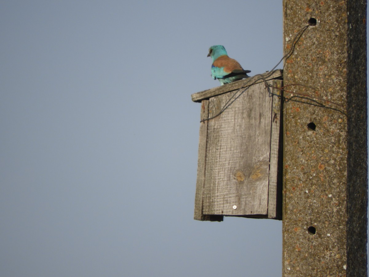 European Roller - ML638531385