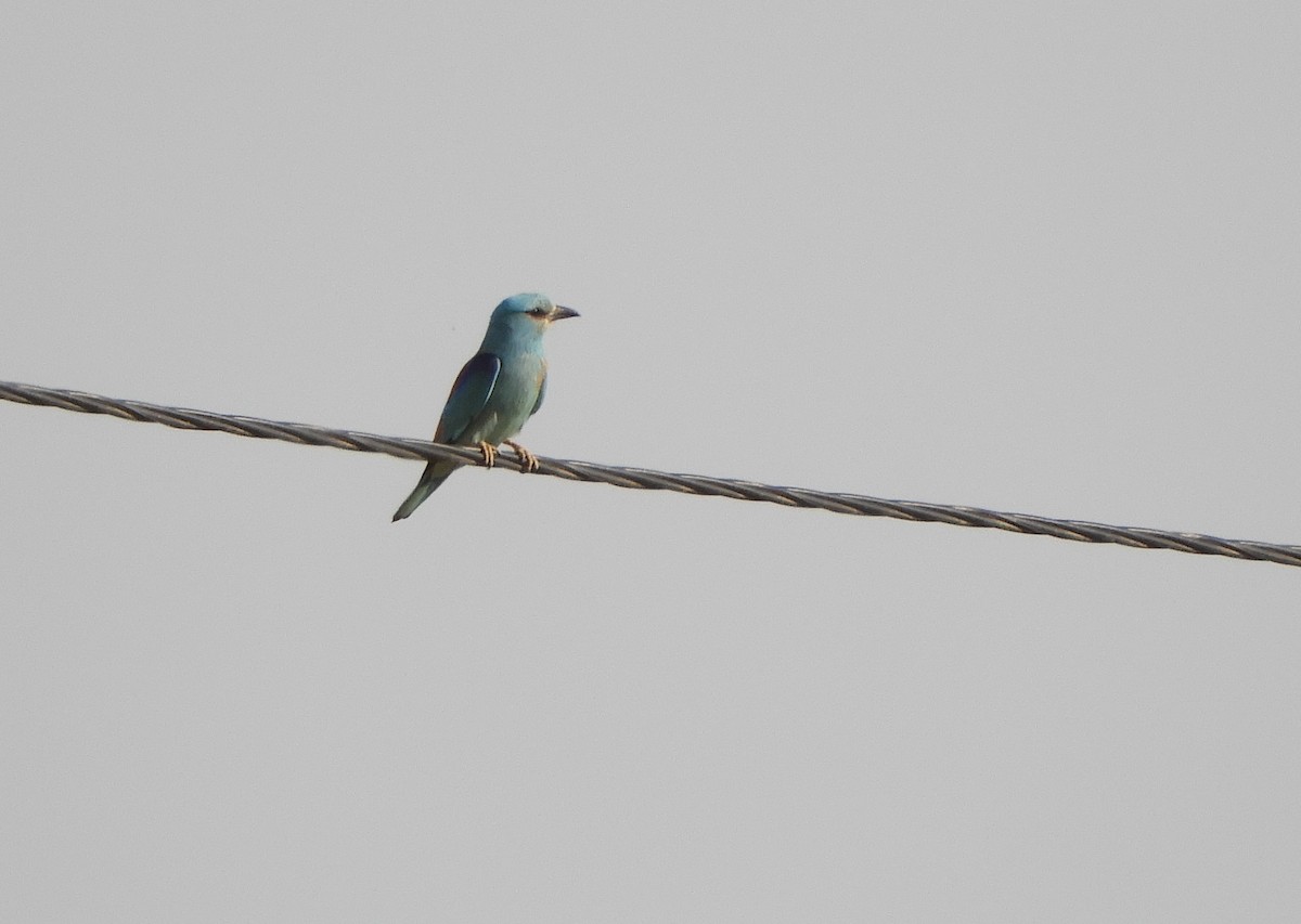 European Roller - ML638531387