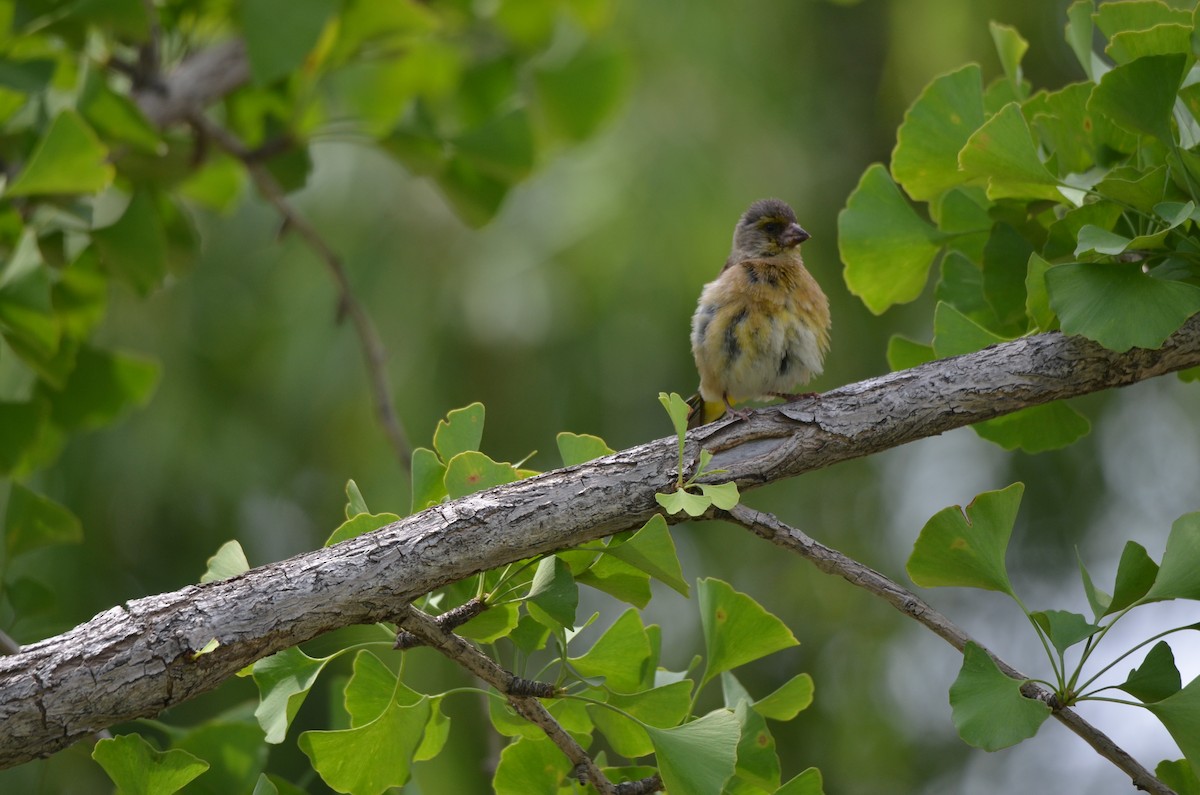 Oriental Greenfinch - ML638531392