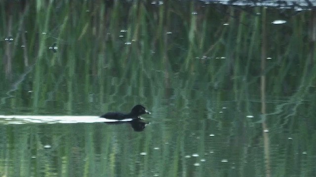 Virginia Rail - ML638531408