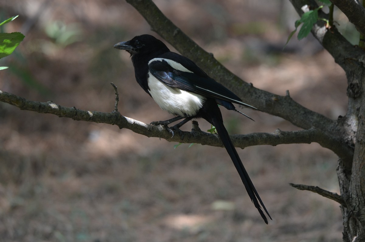 Oriental Magpie - ML638531416