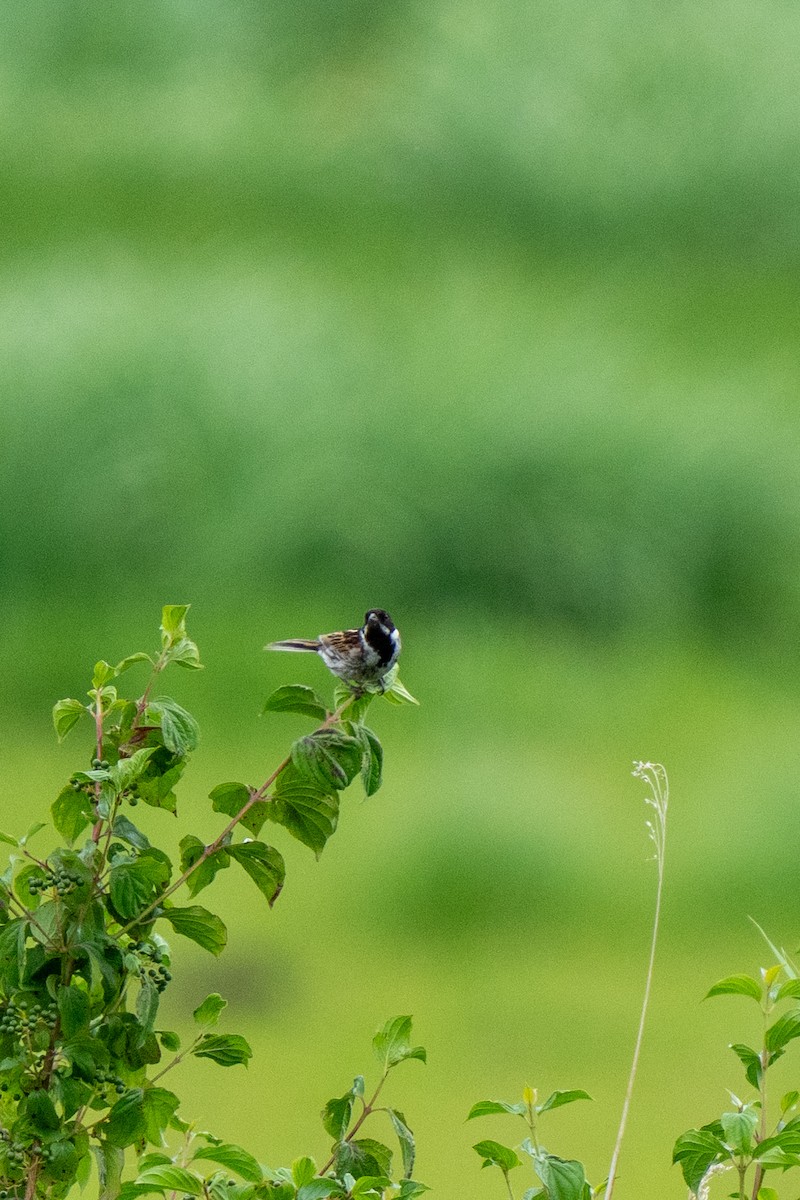 Reed Bunting - ML638531428