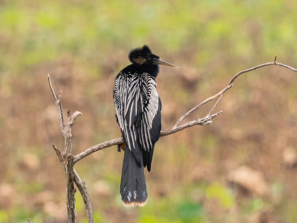 アメリカヘビウ - ML638531430
