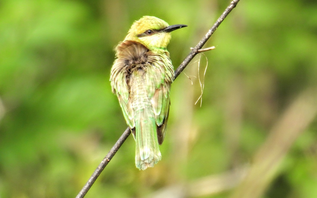 Asian Green Bee-eater - ML638531434
