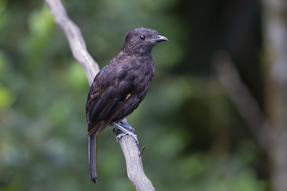 Archbold's Bowerbird - ML638531463