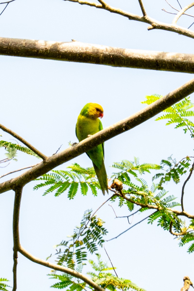 Olive-headed Lorikeet - ML638531474