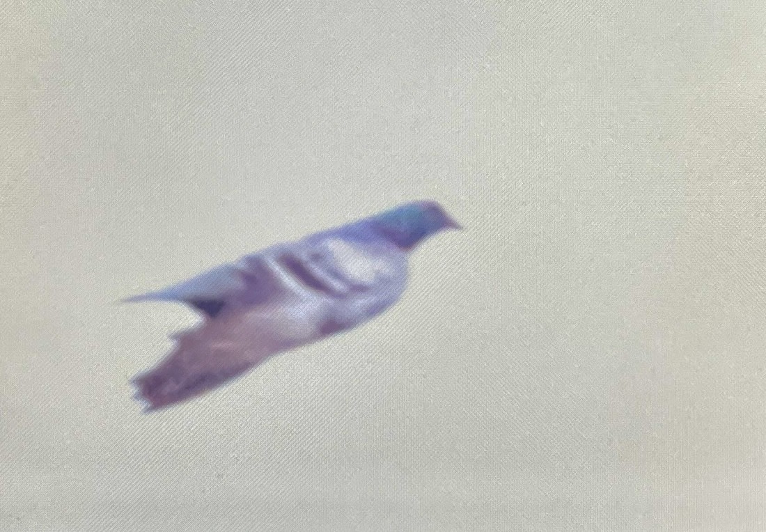 Rock Pigeon (Feral Pigeon) - ML638531490