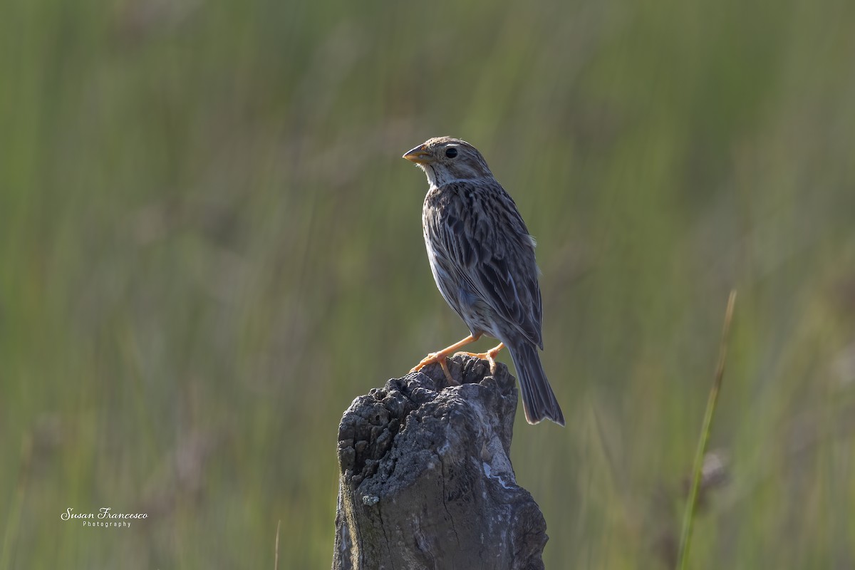 Corn Bunting - ML638531509