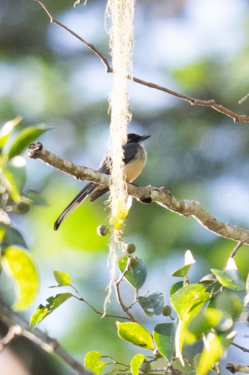 Northern Fantail (Timor) - ML638531514