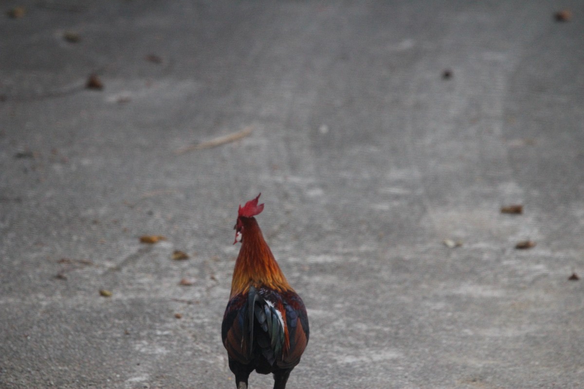 Coq bankiva - ML638531521