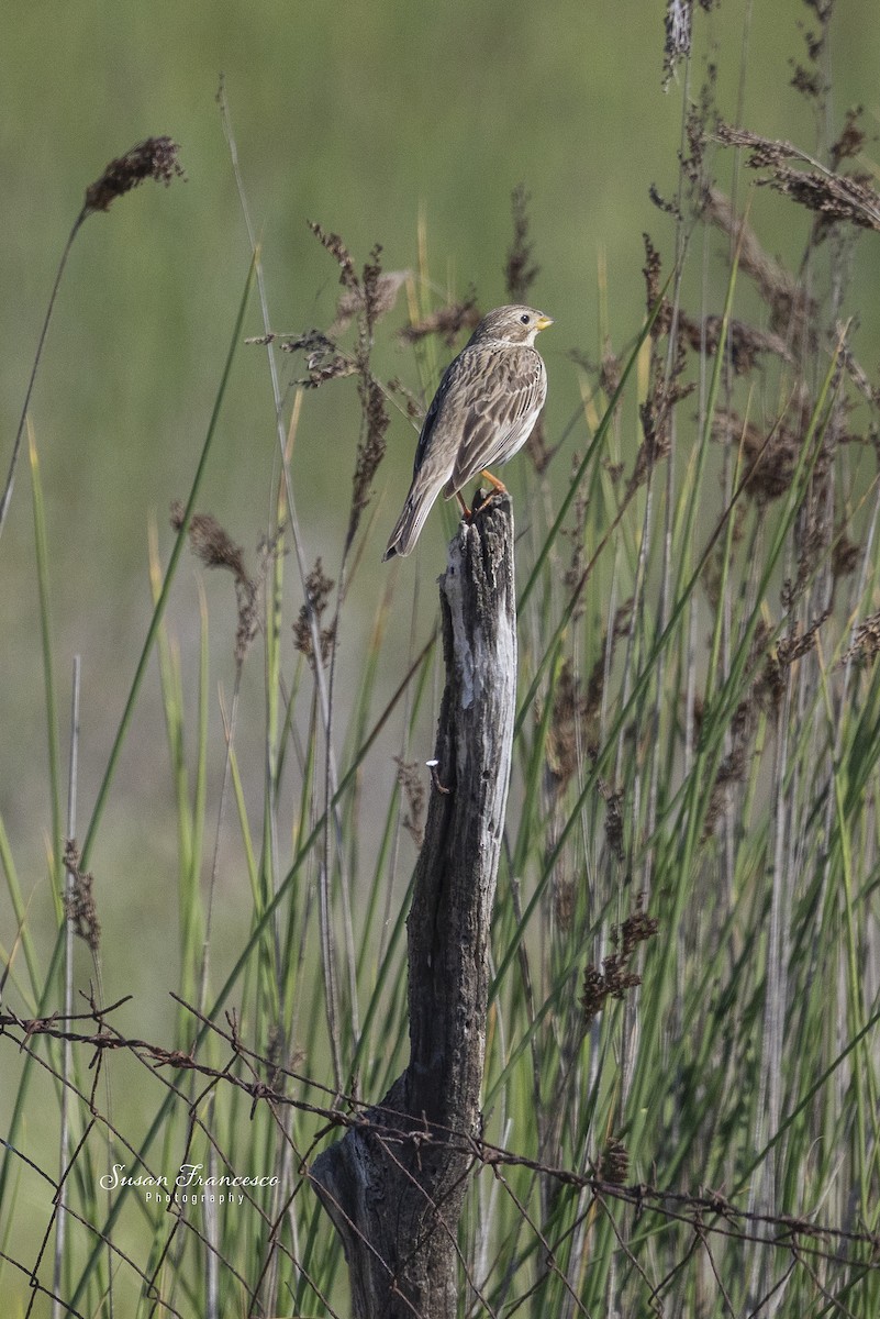 Corn Bunting - ML638531601