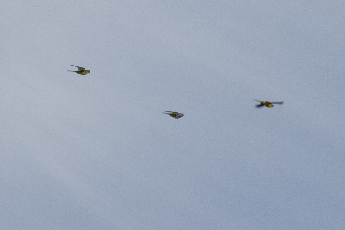 Turquoise Parrot - ML638531602