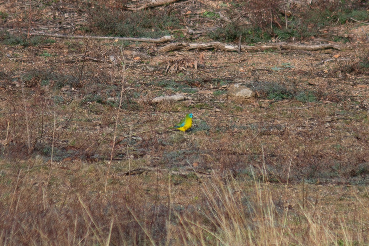 Turquoise Parrot - ML638531603