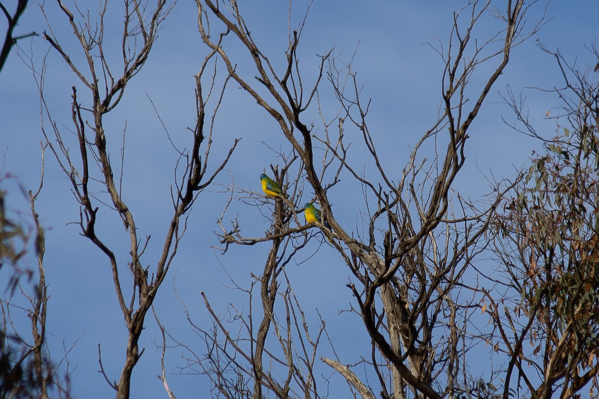 Turquoise Parrot - ML638531604