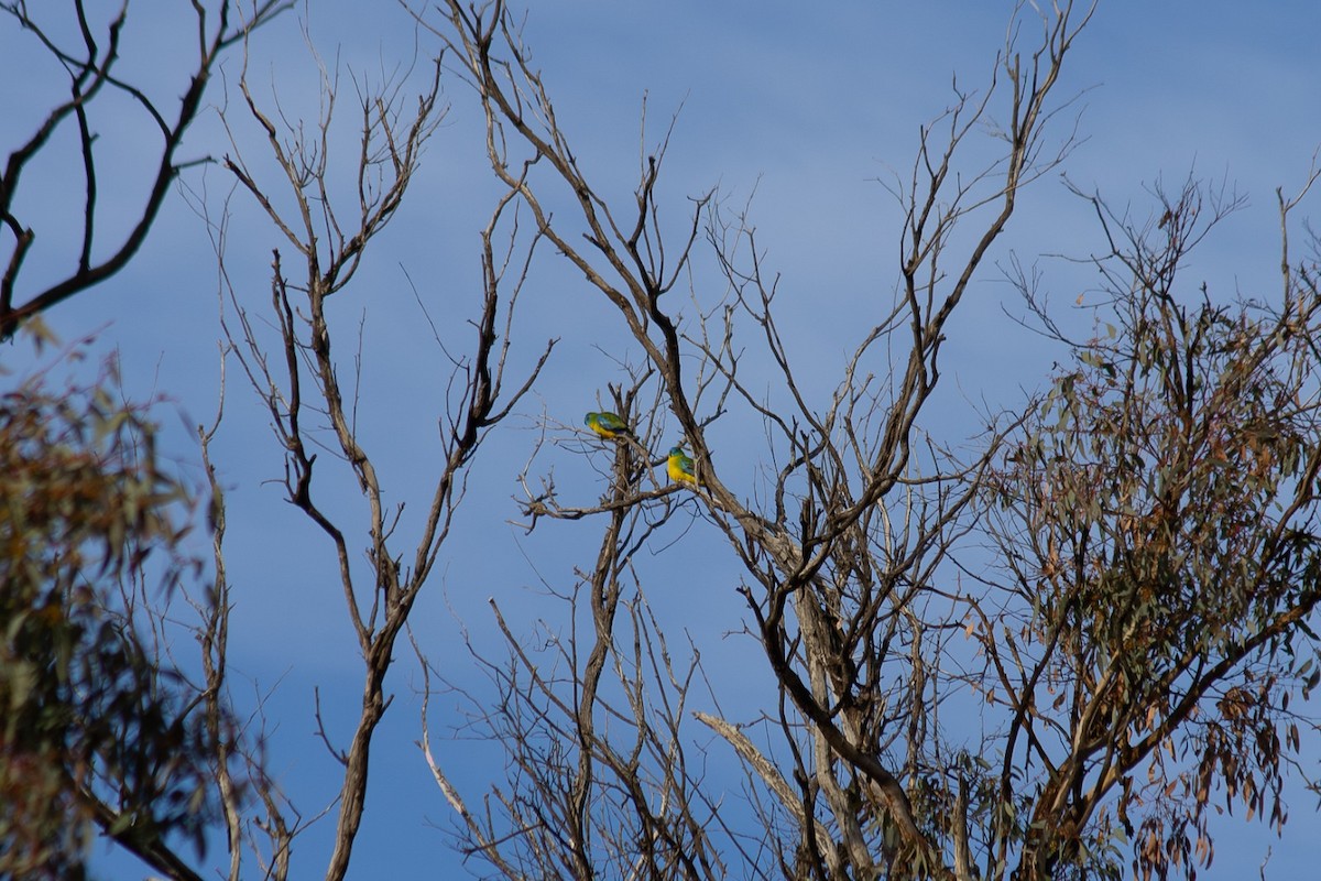 Turquoise Parrot - ML638531605