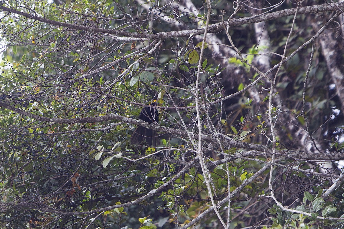 Archbold's Bowerbird - ML638531632