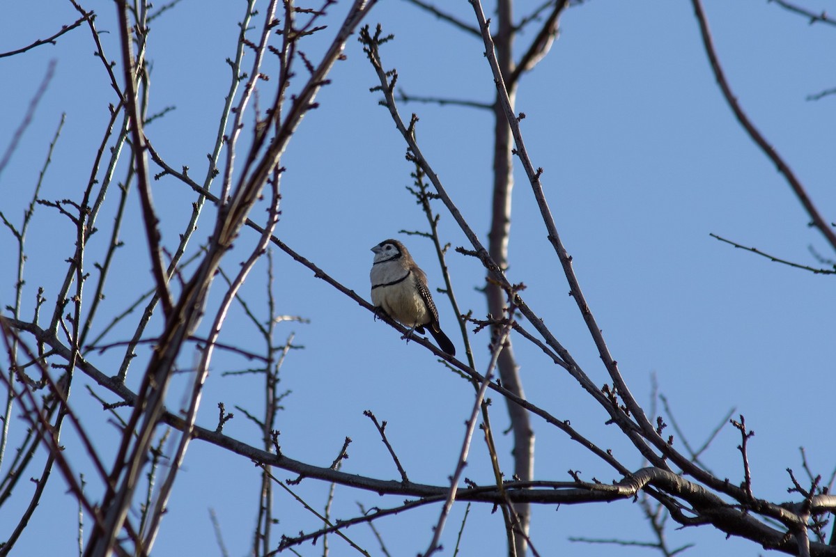 Double-barred Finch - ML638531674